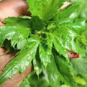Jute Leaf (Ewedu) Seeds
