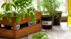 why-summer-is-the-perfect-season-for-container-gardening