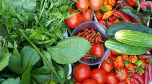 Essential Tips for Cultivating Your Home Garden During Summer