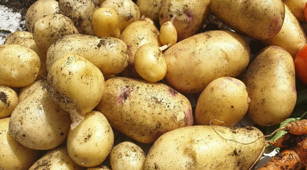 The Ultimate Guide to Growing Potatoes at Home