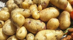 The Ultimate Guide to Growing Potatoes at Home
