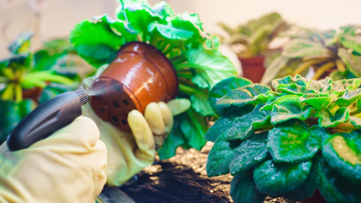 Top 5 Natural Pest Control Methods for Container Gardens - Your ...