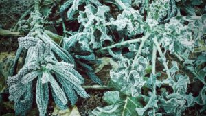 : Frost-covered leafy greens in a garden, illustrating the effects of cold weather on plants during autumn, highlighting the importance of protecting plants from frost damage.