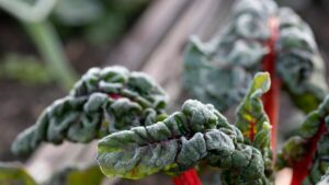 frost covers protecting garden plants