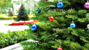How to recycle your Christmas tree and wrappings in the garden with these eco-friendly tips. Turn holiday waste into sustainable garden gold!