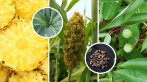 Tropical plants that grow seeds