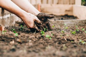 What I Wish I Knew Before Starting My Home Garden
