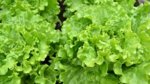 Start Salad Leaves Now: Your Ultimate Guide to Growing Fresh Salad Greens