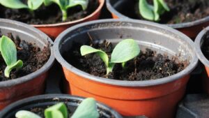 Why Your Seedlings Fail and How to Fix It Forever