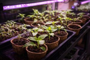 Growing seedlings under LED lights