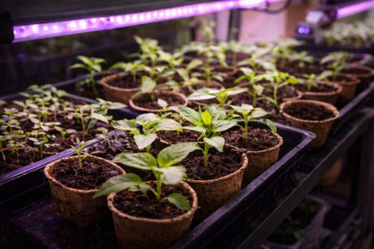Growing seedlings under LED lights
