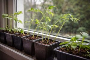 Sunlight on growing seedlings